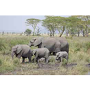 Toon afbeelding olifanten in de savanne