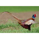 Toon afbeelding fazant