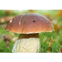 Toon afbeelding paddenstoel