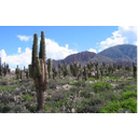 Toon afbeelding cactus