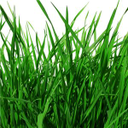 Toon afbeelding gras