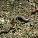 Toon afbeelding regenworm